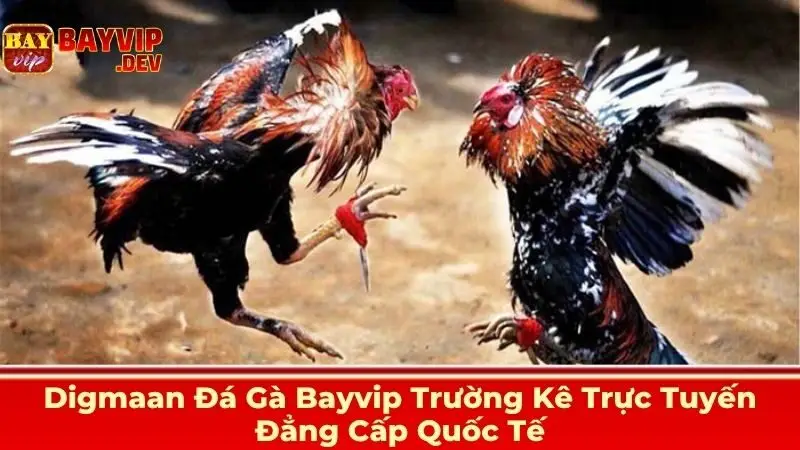 Digmaan Đá Gà Bayvip Trường Kê Trực Tuyến Đẳng Cấp Quốc Tế